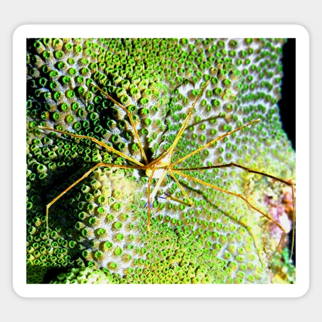 Arrow Crab on Green Star Coral Sticker by Scubagirlamy